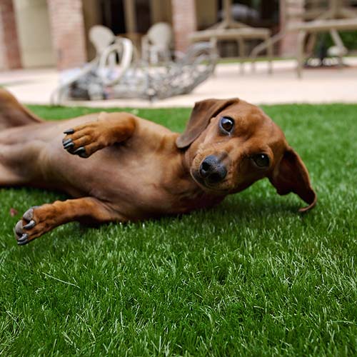 image of small dog on synlawn Pacific Northwest artificial grass for pets